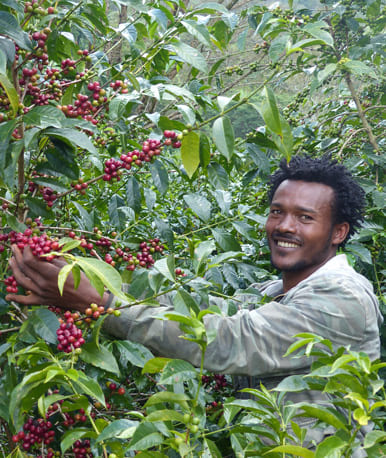 Récolte de café en Éthiopie